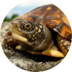 TropicZone Box Turtle Performance Daily Diet Stage 2 For Juvenile Turtles Food -Pet Supplies Store 969510 PT3. AC SS1800 V1696254367