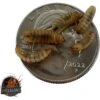 ABDragons Live Black Solider Flies Reptile, Bird, Fish & Small Pet Food
