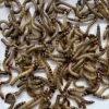 ABDragons Live Mealworms Reptile, Bird, Fish & Small Pet Food, Medium, 50 Count -Pet Supplies Store 970382 MAIN. AC SS1800 V1695996611