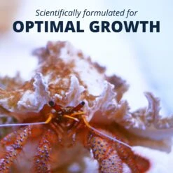 Tetrafauna Hermit Crab Cakes Pellet Land Crab Food 17 Tetrafauna Hermit Crab Cakes Pellet Land Crab Food -Pet Supplies Store 98638 PT6. AC SS1800 V1701452750