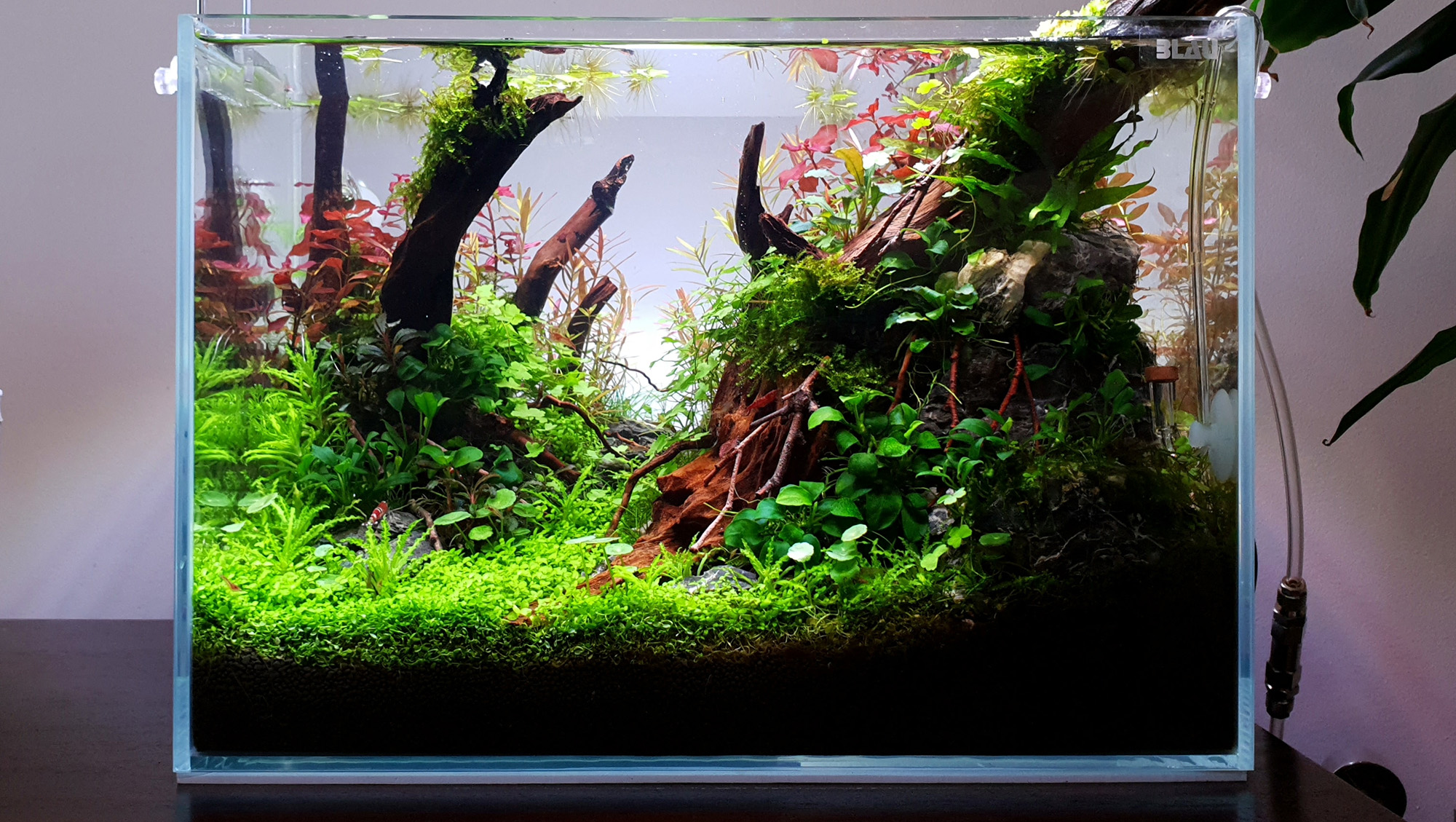 Pet Supplies Store -Pet Supplies Store 2